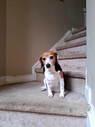 Lost Female Dog last seen Gravitt rd and hwy 369, Cumming, GA 30040