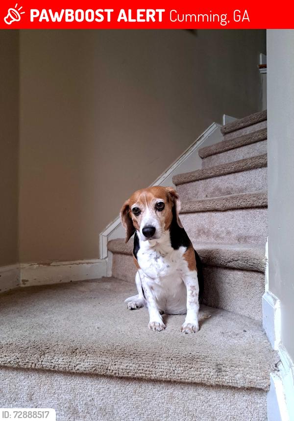 Lost Female Dog last seen Gravitt rd and hwy 369, Cumming, GA 30040
