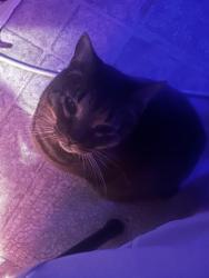 Lost Male Cat last seen Near hwy 1178, Bunkie, LA 71322