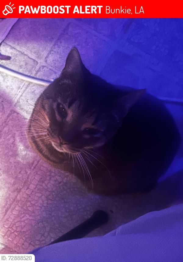 Lost Male Cat last seen Near hwy 1178, Bunkie, LA 71322