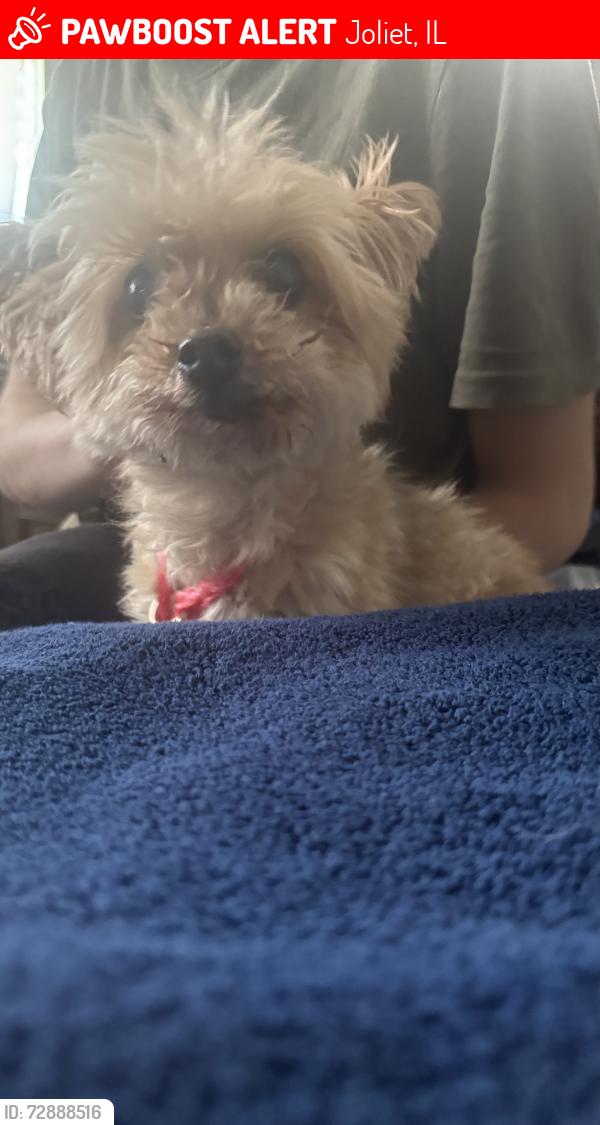 Lost Male Dog last seen 16th street and pinecrest drive, Joliet, IL 60435