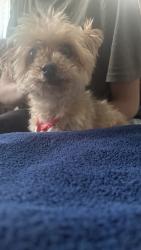 Lost Male Dog last seen 16th street and pinecrest drive, Joliet, IL 60435