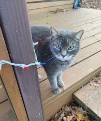 Lost Unknown Cat last seen Cardinal rd and robin , Murphy, NC 28906