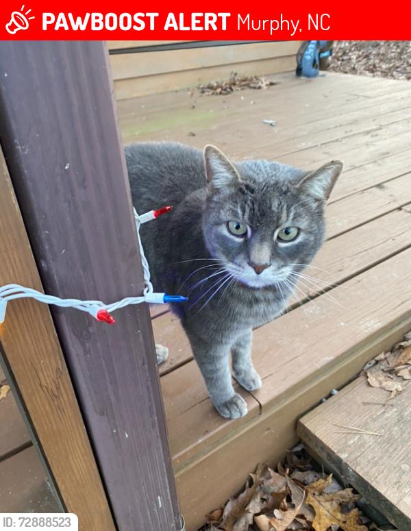Lost Unknown Cat last seen Cardinal rd and robin , Murphy, NC 28906
