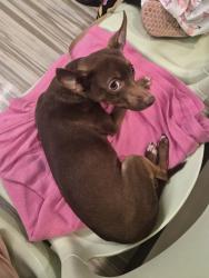 Found/Stray Male Dog last seen Treat Blvd and Kingswood Drive, Concord, CA, Concord, CA 94518
