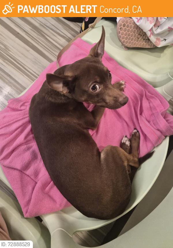 Found/Stray Male Dog last seen Treat Blvd and Kingswood Drive, Concord, CA, Concord, CA 94518