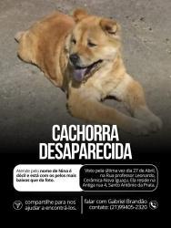 Lost Female Dog last seen Rua Professor Leonardo , Floresta, RJ 26032-240