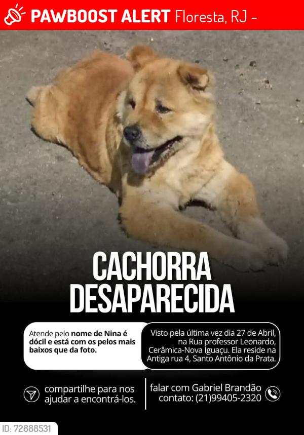 Lost Female Dog last seen Rua Professor Leonardo , Floresta, RJ 26032-240