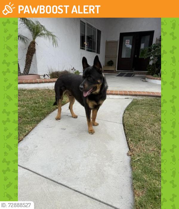 Found/Stray Male Dog last seen Heil & Edwards, Huntington Beach, CA 92647