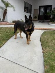 Found/Stray Male Dog last seen Heil & Edwards, Huntington Beach, CA 92647