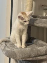 Found/Stray Unknown Cat last seen 32-105 East Elmhurst , Queens, NY 11369