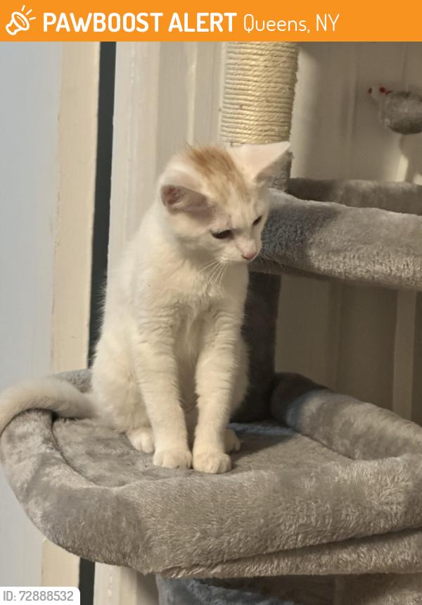 Found/Stray Unknown Cat last seen 32-105 East Elmhurst , Queens, NY 11369