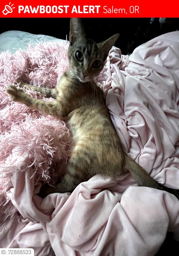 Lost Female Cat last seen Lancaster dr haysville dr, Salem, OR 97305