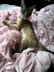 Lost Female Cat last seen Lancaster dr haysville dr, Salem, OR 97305