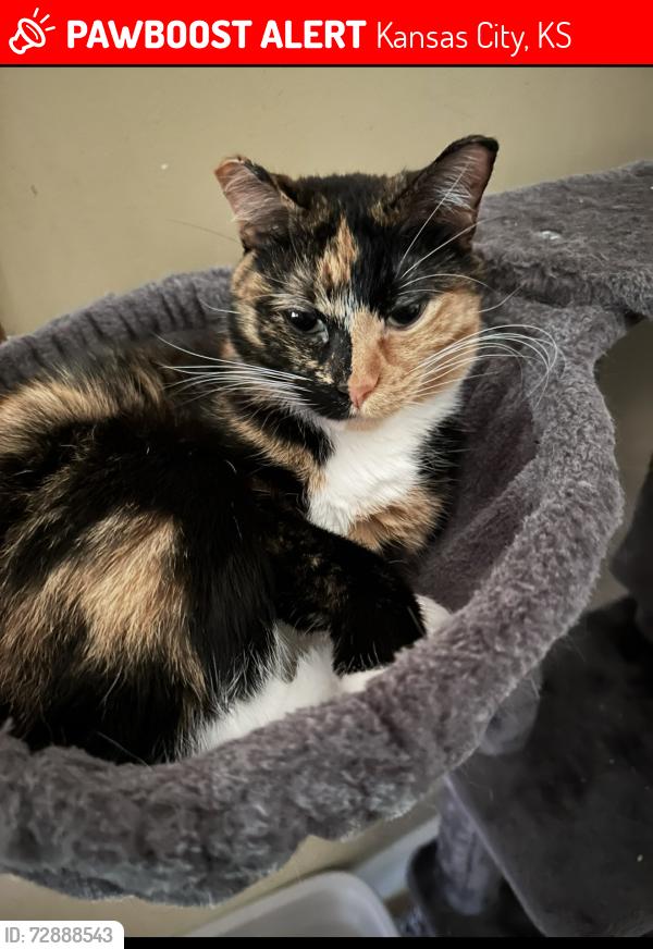 Lost Female Cat last seen 71st and Riverview , Kansas City, KS 66112