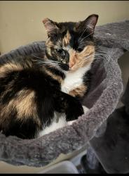 Lost Female Cat last seen 71st and Riverview , Kansas City, KS 66112