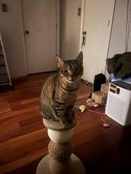 Lost Male Cat last seen My hse , Rural Hall, NC 27045