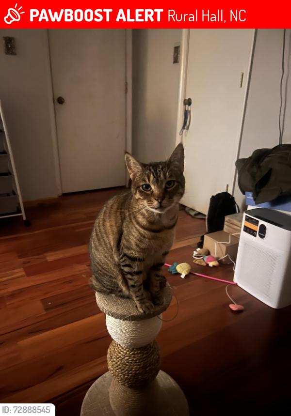 Lost Male Cat last seen My hse , Rural Hall, NC 27045