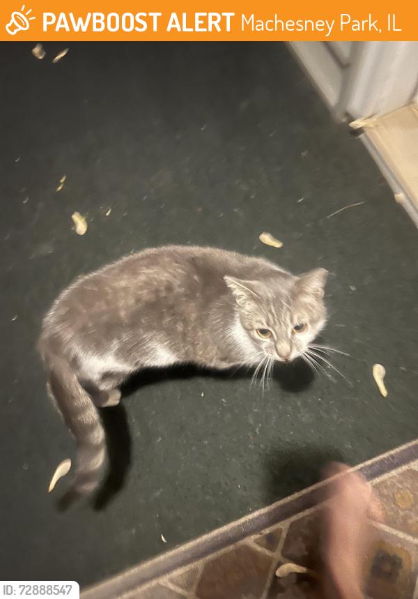 Found/Stray Female Cat last seen Bobolink, Machesney Park, IL 61115
