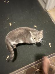 Found/Stray Female Cat last seen Bobolink, Machesney Park, IL 61115