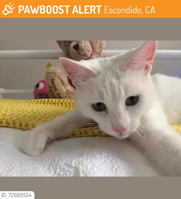 Found/Stray Unknown Cat last seen Mission Middle School, Escondido, CA 92025