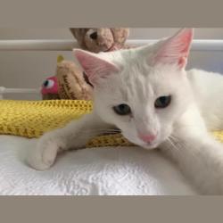 Found/Stray Unknown Cat last seen Mission Middle School, Escondido, CA 92025