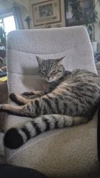 Lost Male Cat last seen Rocket Market& Garfield, Spokane, WA 99203