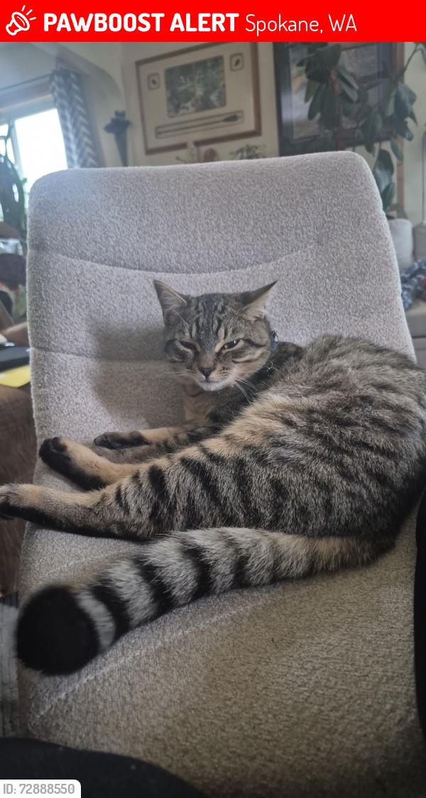 Lost Male Cat last seen Rocket Market& Garfield, Spokane, WA 99203