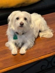 Lost Female Dog last seen Near Herja Acre Lane, Palatka, FL, USA, Palatka, FL 32177