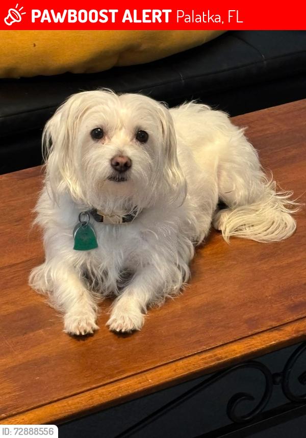 Lost Female Dog last seen Near Herja Acre Lane, Palatka, FL, USA, Palatka, FL 32177