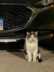 Found/Stray Unknown Cat last seen Leland & Lawndale, Chicago, IL 60625