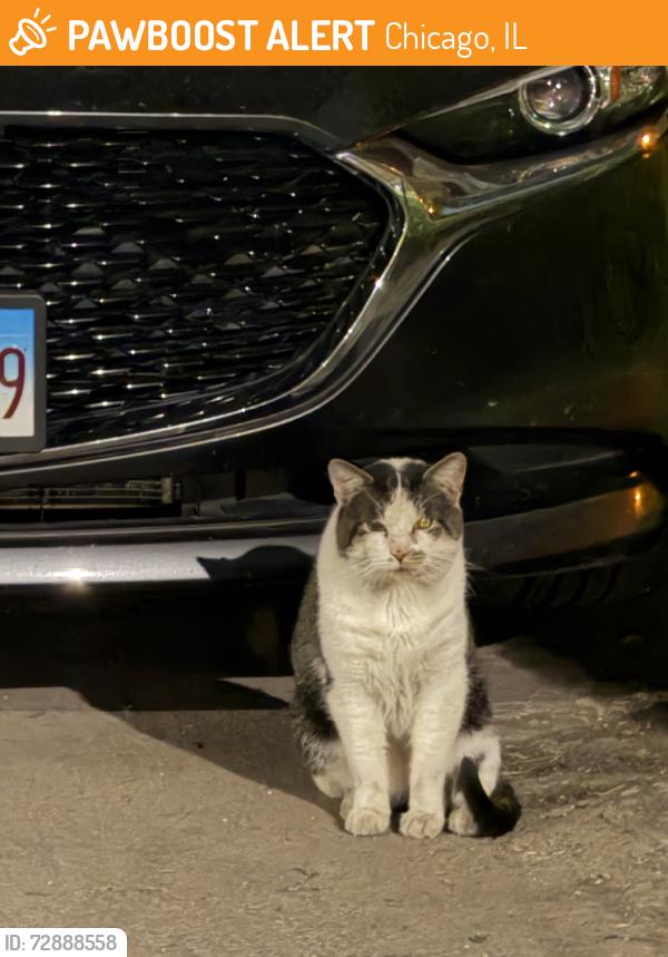 Found/Stray Unknown Cat last seen Leland & Lawndale, Chicago, IL 60625