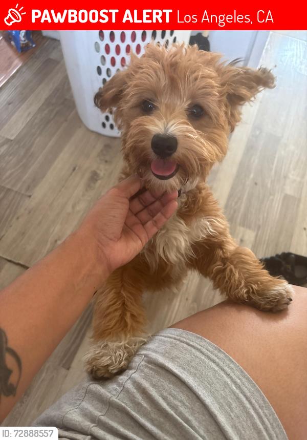 Lost Female Dog last seen Near César e Chávez , Los Angeles, CA 90033