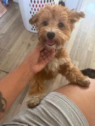 Lost Female Dog last seen Near César e Chávez , Los Angeles, CA 90033