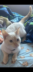 Lost Female Cat last seen Safeway Fraser crossing , Langley, BC V3A 2G1