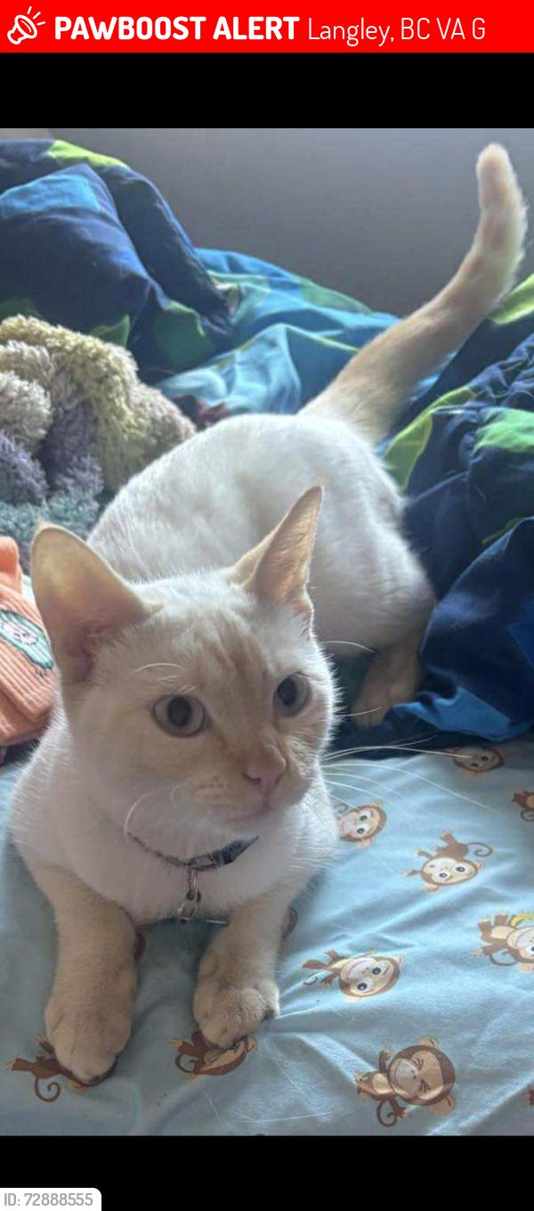 Lost Female Cat last seen Safeway Fraser crossing , Langley, BC V3A 2G1