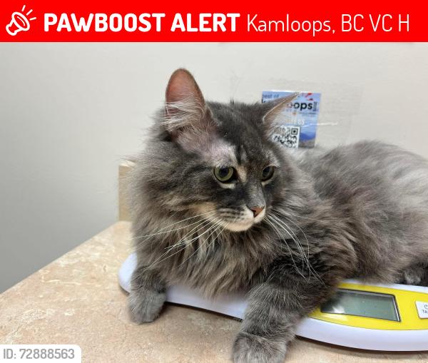 Lost Male Cat last seen fraser and mcmurdo , Kamloops, BC V2C 3H7