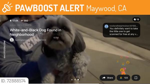 Found/Stray Female Dog last seen Everett, 53rd st, Maywood, CA 90270