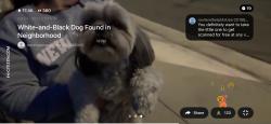 Found/Stray Female Dog last seen Everett, 53rd st, Maywood, CA 90270