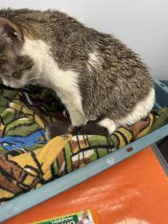 Shelter Stray Male Cat last seen Near E 161 Street, BRONX, NY, 10451, New York, NY 10029