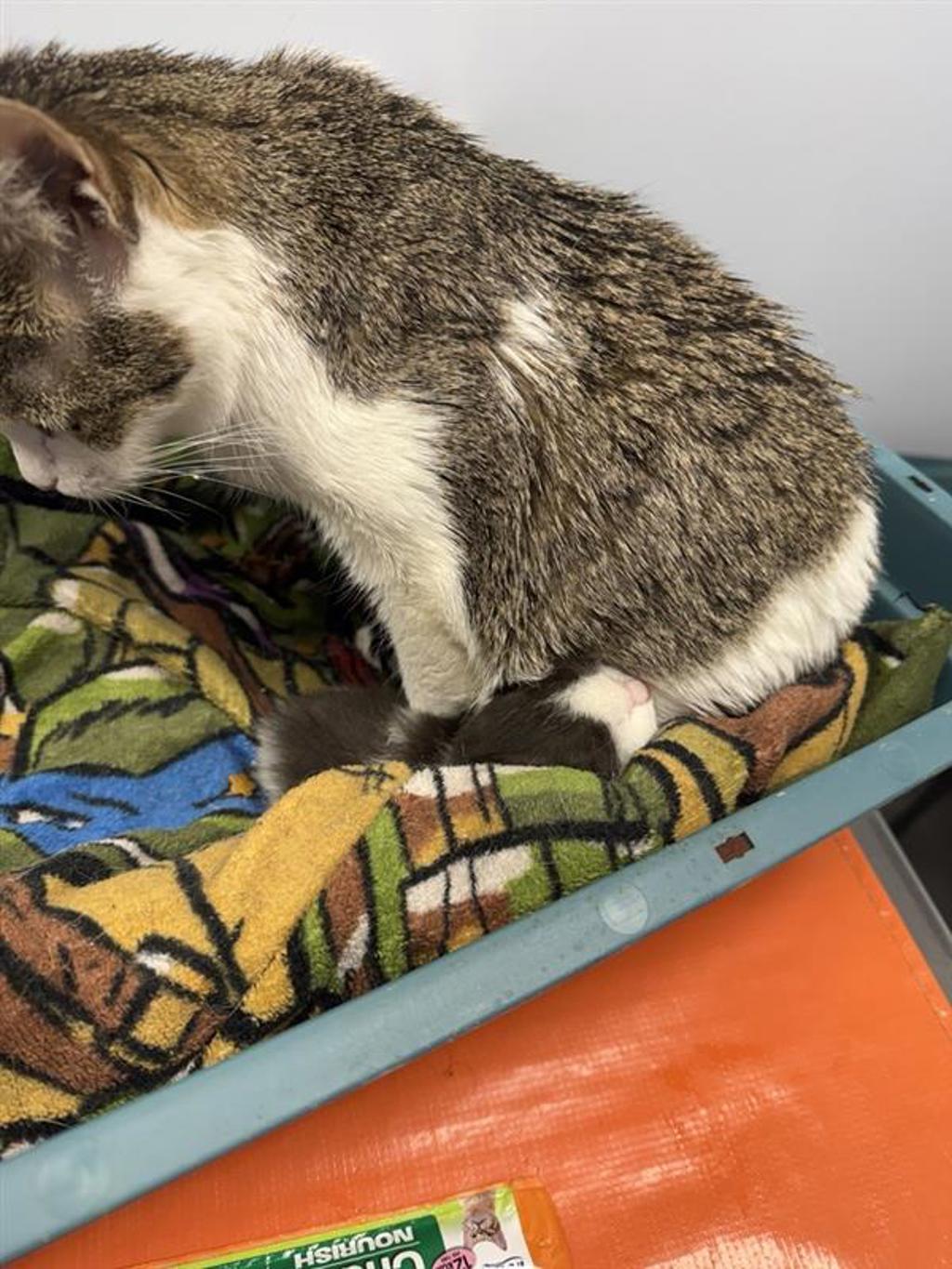 Shelter Stray Male Cat last seen Near E 161 Street, BRONX, NY, 10451, New York, NY 10029