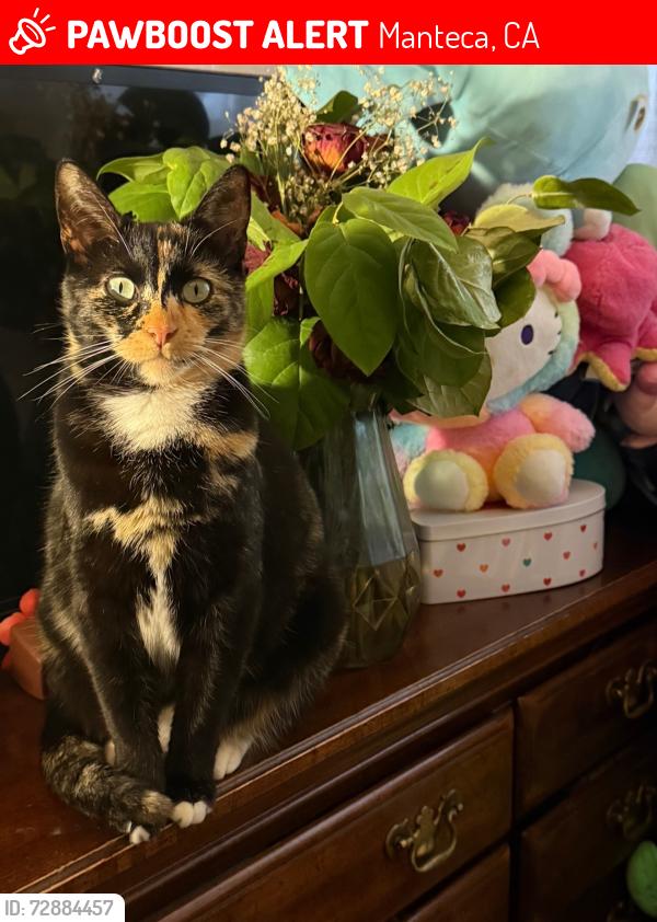 Lost Female Cat last seen Greenbrier Ave & Alameda St , Manteca, CA 95336