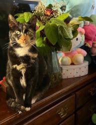 Lost Female Cat last seen Greenbrier Ave & Alameda St , Manteca, CA 95336