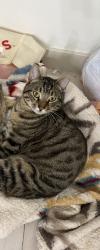 Lost Male Cat last seen Highway 101, Lincoln Beach, OR 97341