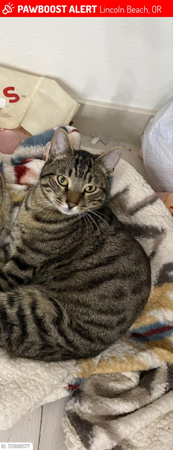 Lost Male Cat last seen Highway 101, Lincoln Beach, OR 97341