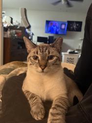 Lost Male Cat last seen Clear Forrest neighborhood, Fort Worth, TX 76140