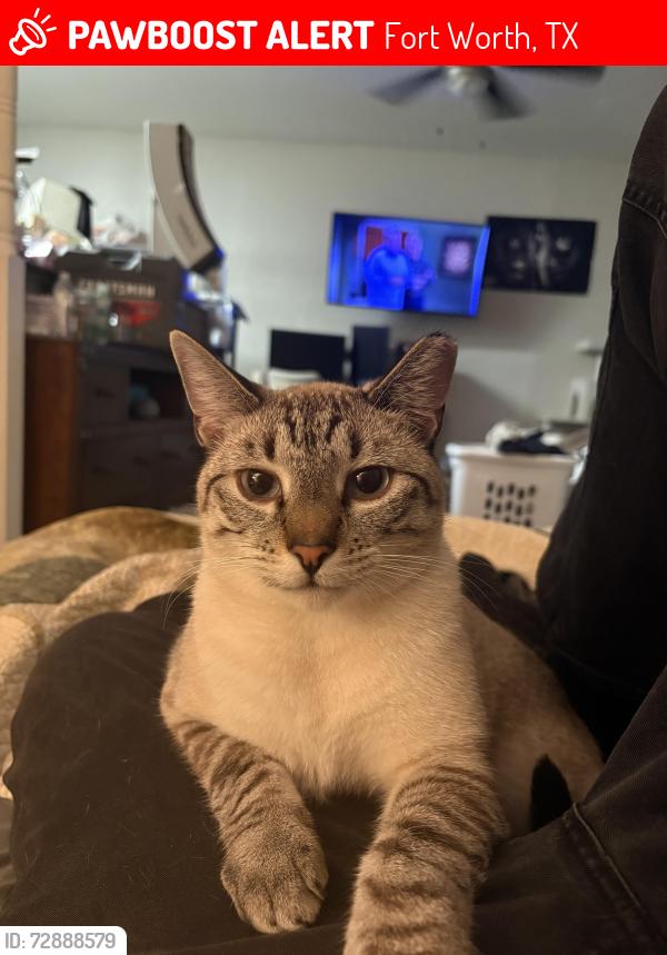 Lost Male Cat last seen Clear Forrest neighborhood, Fort Worth, TX 76140