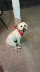 Lost Female Dog last seen Askew st and surroundings, Houston, TX 77087