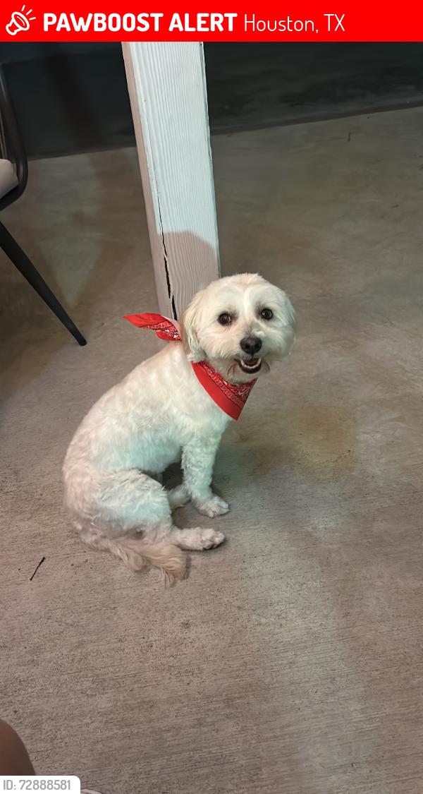 Lost Female Dog last seen Askew st and surroundings, Houston, TX 77087