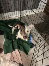 Found/Stray Female Dog last seen N Benson & San Bernardino Buena Vista Arts school / MONTCLAIR CA, Montclair, CA 91763